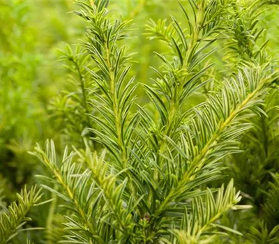 Goldene Straucheibe 'Semperaurea'