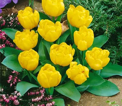 Tulpe 'Yellow Baby'