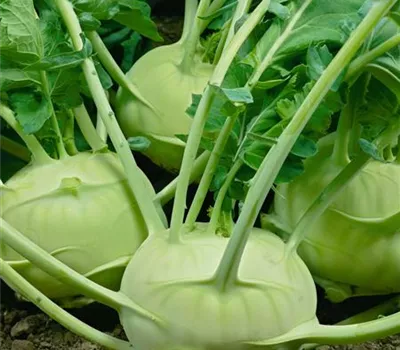 Kohlrabi