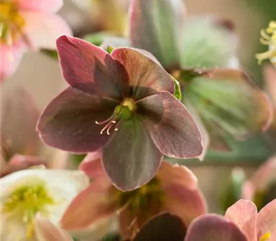 Helleborus