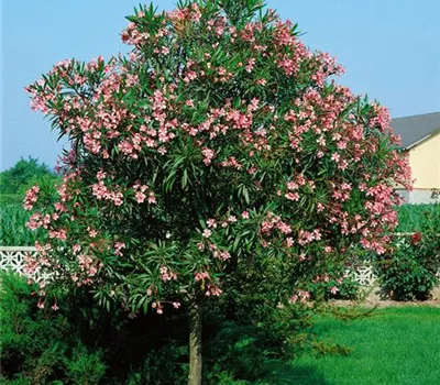 Oleander, Stamm