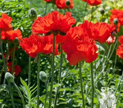 Mohn