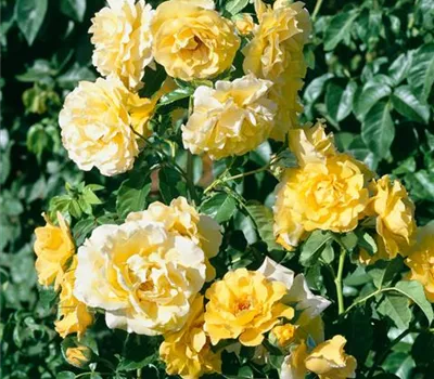 Strauchrose 'Lichtkönigin Lucia'®