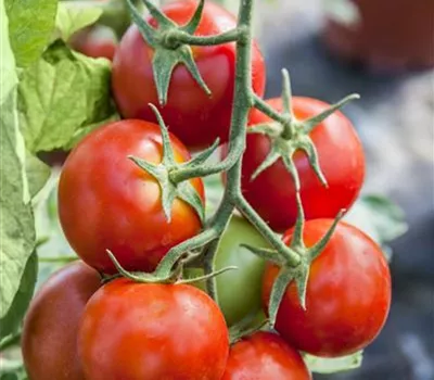 Tomate 'Balkontomate'