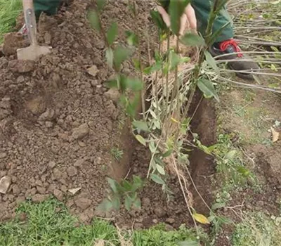 Ligusterhecke - Einpflanzen im Garten