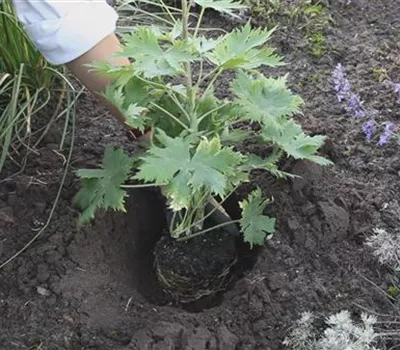 Rittersporn - Einpflanzen im Garten