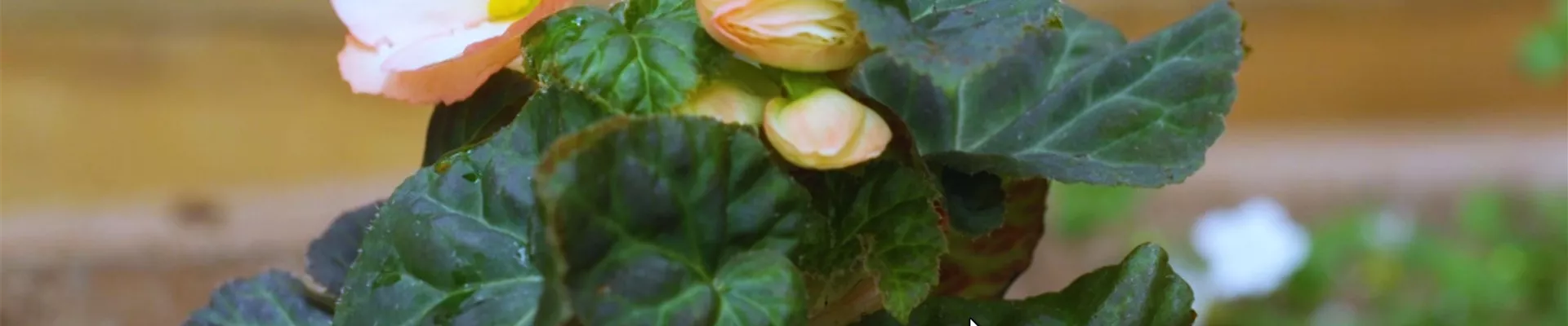 Knollenbegonie - Einpflanzen im Garten (thumbnail).jpg