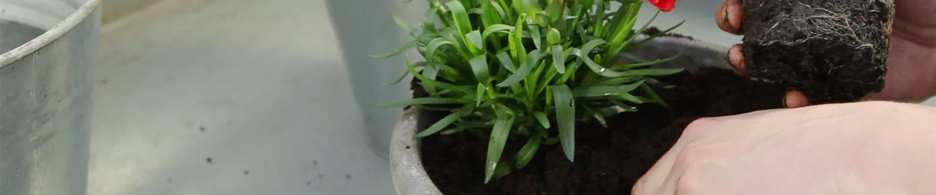 Nelken - Einpflanzen in ein Gefäß (thumbnail).jpg