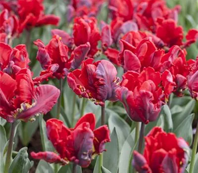 Papageien Tulpe 'Roccoco'