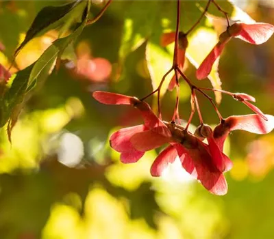 Gartenarbeit im Herbst - Das richtige Gartenzubehör macht’s