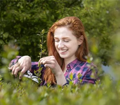 Hecke schneiden – Zeit für eine neue Frisur im Garten