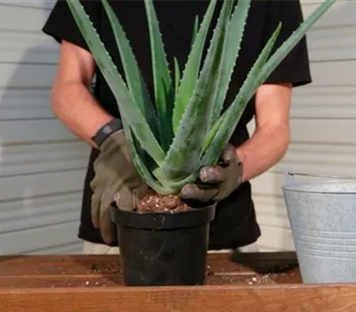 Aloe Vera - Umtopfen