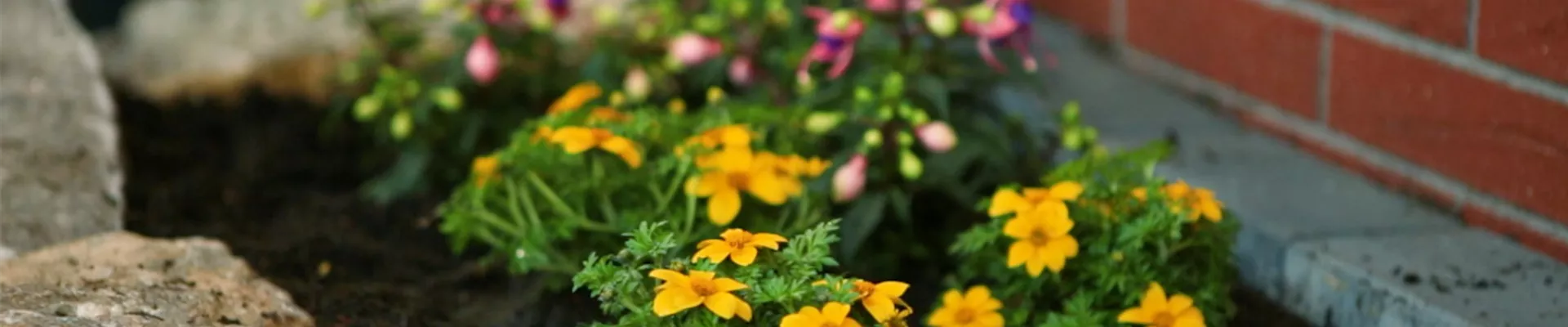 Goldmarie - Einpflanzen in den Garten (Thumbnail).jpg