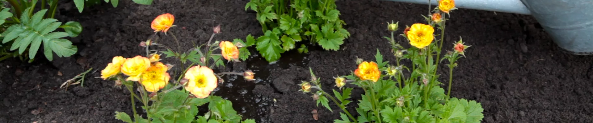 Nelkenwurz - Einpflanzen im Garten (thumbnail).jpg