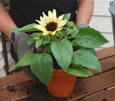 Sonnenblume - Einpflanzen in ein Gefäß