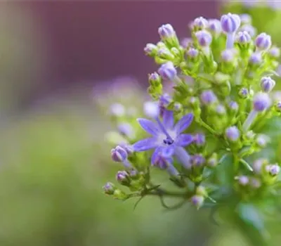 Blaues Halskraut - Einpflanzen im Garten