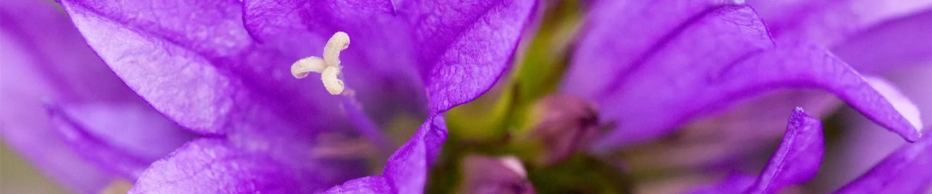 Knäuel-Glockenblume - Einpflanzen im Garten (Thumbnail).jpg