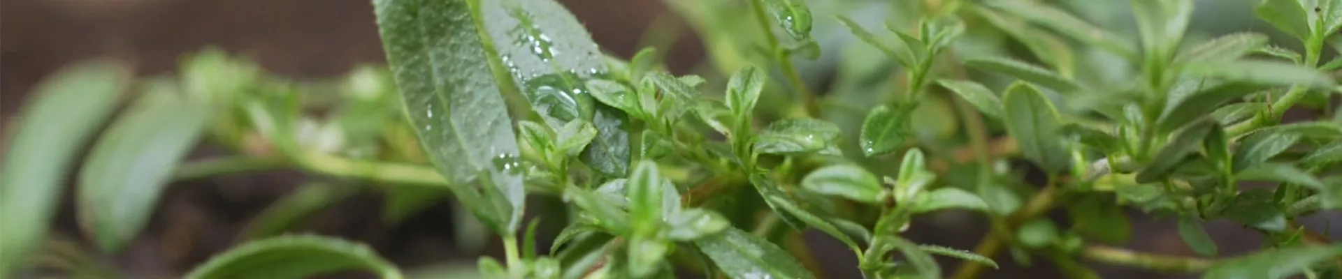 Sonnenröschen - Einpflanzen im Garten (Thumbnail).jpg