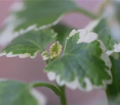 Haferstrauch - Einpflanzen im Garten