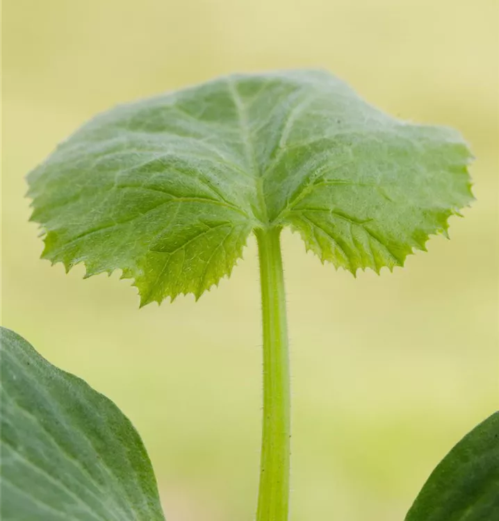 Zucchini