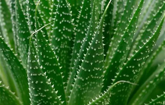 Tigeraloe