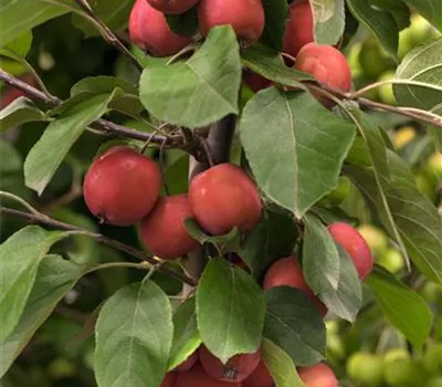 Zier-Apfel