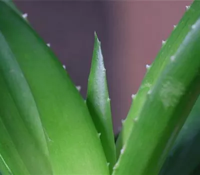 Aloe Vera (klein) - Umtopfen