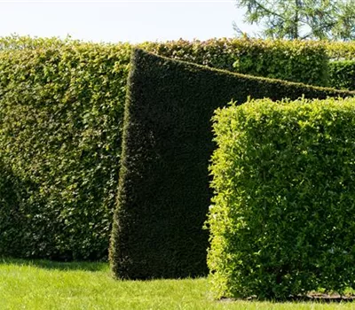 Die schönsten Heckenpflanzen für den Garten entdecken