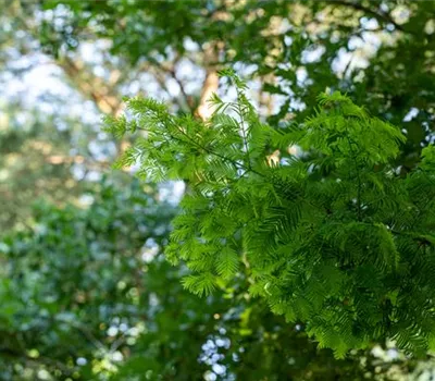 Nadelgehölze einpflanzen und den Garten immergrün gestalten