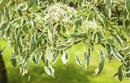 Hoher Weißbunter Etagen-Hartriegel 'Variegata'