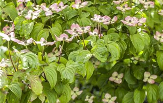 Japanischer Blumen-Hartriegel