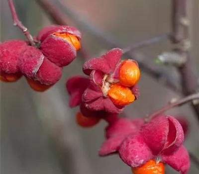 Euonymus