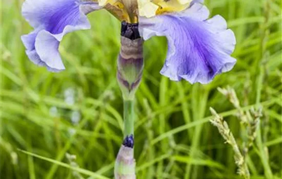 Hohe Bart-Iris