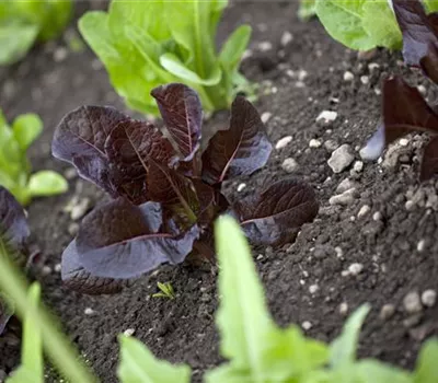 Gartensalat