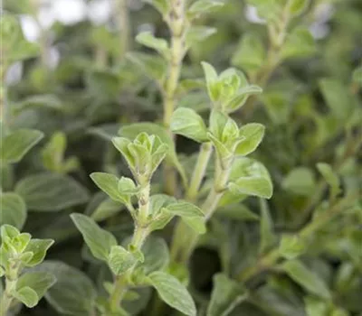 Oregano