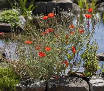 Orientalischer Mohn