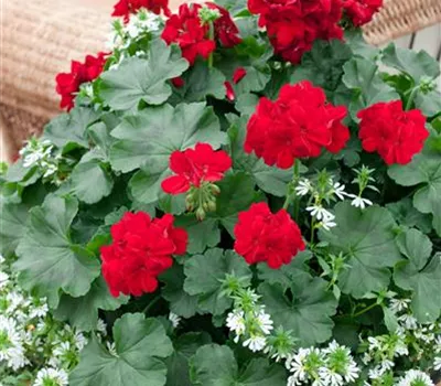 Hybrid-Pelargonie 'Calliope'®