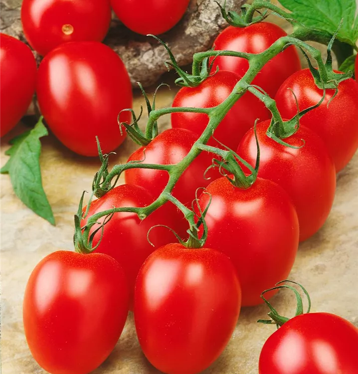 Tomate, pflaumenförmig