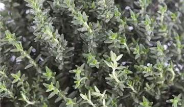 Zum Vergrößern klicken Bildvorschau