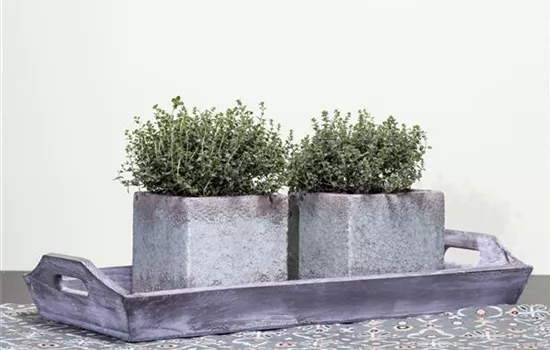 Kugelthymian 'Fredo' Kugelthymian 'Fredo'