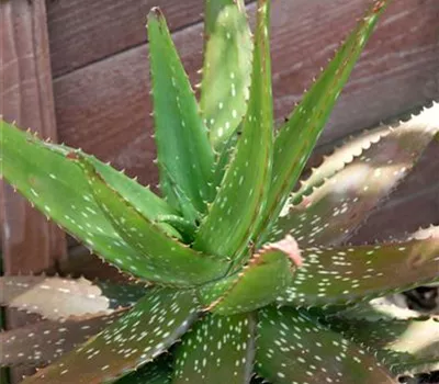 Aloe