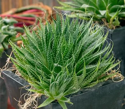 Aloe