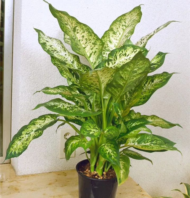 Dieffenbachia