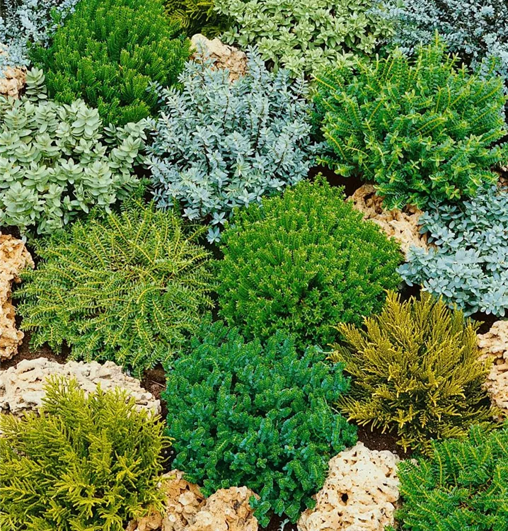 Strauchveronika 'Green Boys'