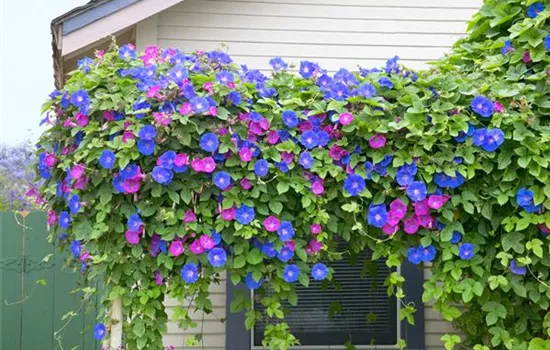Bunte Gartenwinde