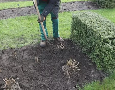 Dahlien - Einpflanzen im Garten