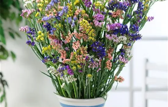 Geflügelter Strandflieder