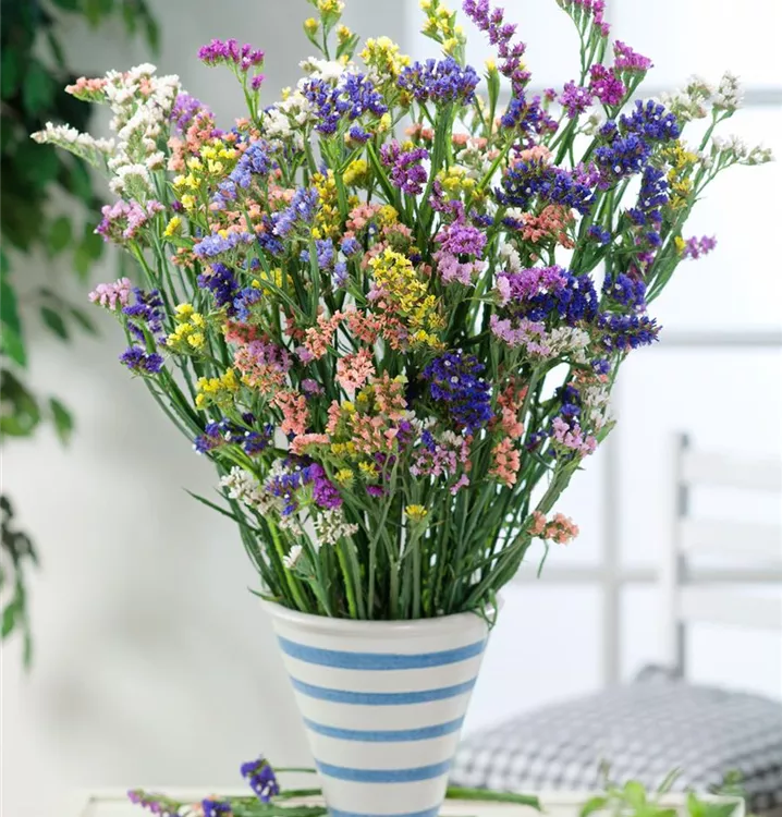 Geflügelter Strandflieder