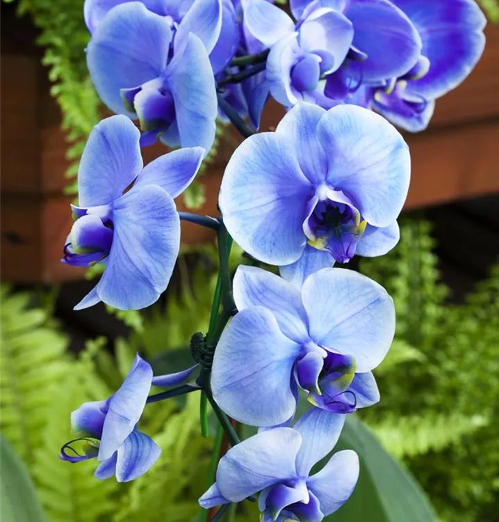 Schmetterlingsorchidee