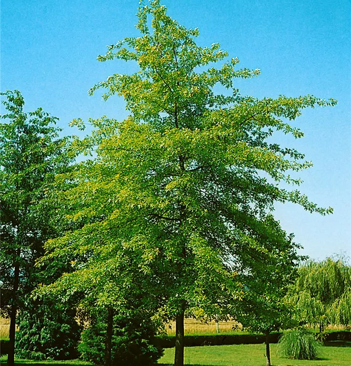 Sumpf-Eiche
